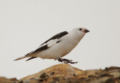 Longspurs and Snow Buntings