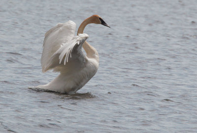 Trumpeter Swan, displaying