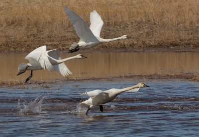 Tundra Swans, taking off
