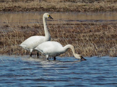 Tundra Swans, pair