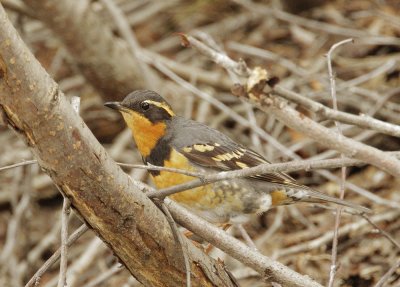 Varied Thrush, male