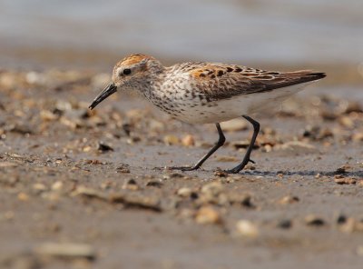 Western Sandpiper, breeding plumage