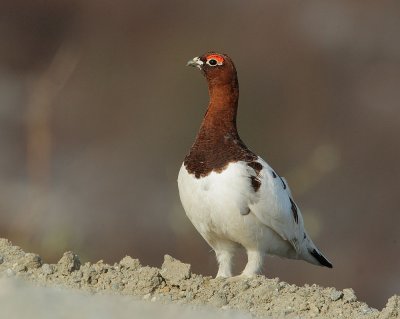 Willow Ptarmigan, between plumages