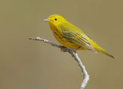 Yellow Warbler, male, breeding plumage