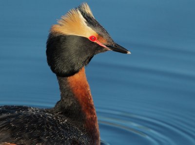 Horned Grebe, breeding plumage