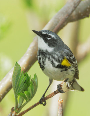 Yellow-rumped Warbler, Myrtle male, breeding plumage