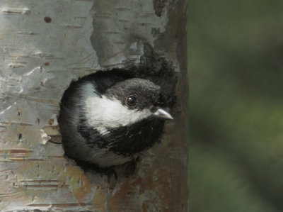 Black-capped Chickadee, at nest