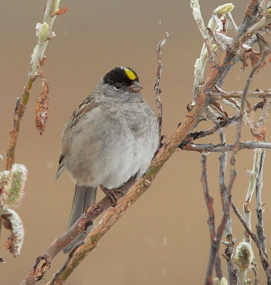 Golden-crowned Sparrow, breeding plumage