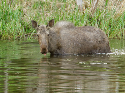 Moose, yearling