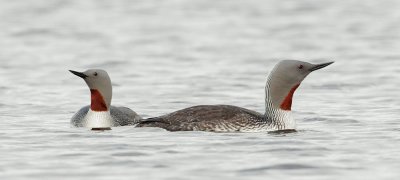Red-throated Loons, pair
