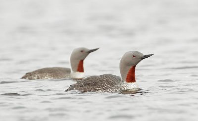Red-throated Loons, pair