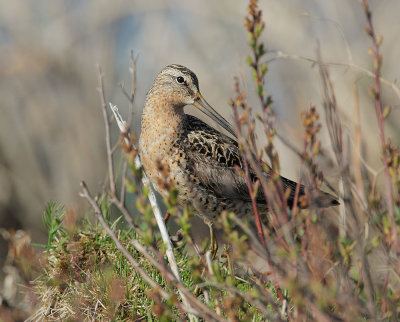 Long-billed Dowitcher