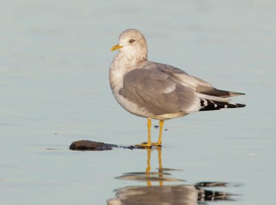 Mew Gull, adult winter