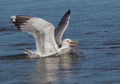 California Gull, breeding plumage, with prey