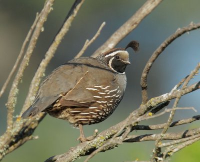 California Quail, male