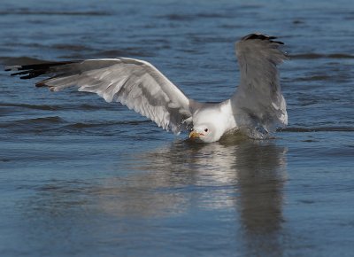 California Gull, breeding plumage