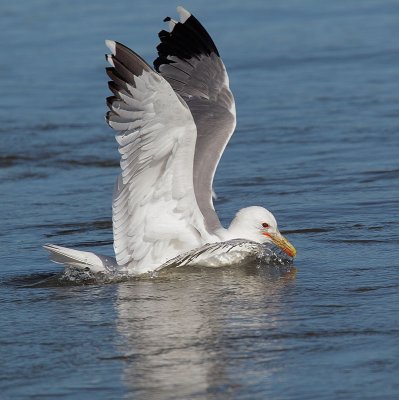 California Gull, breeding plumage