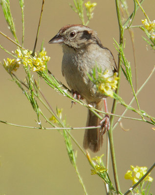 Rufous-crowned Sparrow