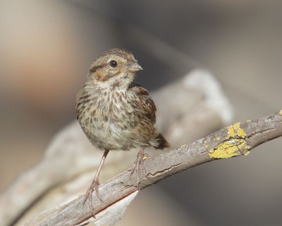 Song Sparrow, juvenile