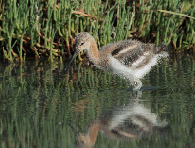 American Avocet, downy chick