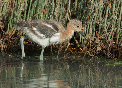 American Avocet, downy chick