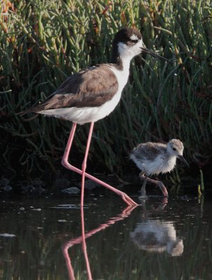 Black-necked Stilts, adult female and downy chick