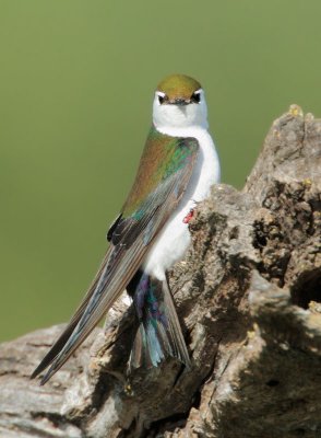 Violet-green Swallow, male
