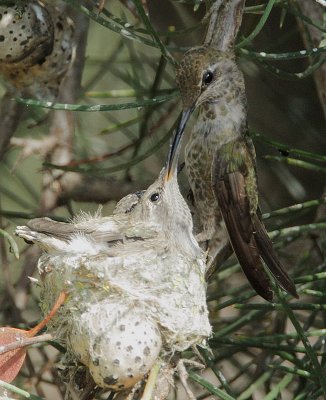 Anna's Hummingbirds, adult female feeding nestling