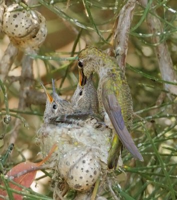 Anna's Hummingbirds, adult feeding nestlings