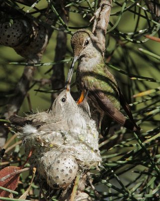 Anna's Hummingbirds, adult feeding nestlings