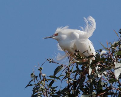 Snowy Egret, breeding plumage