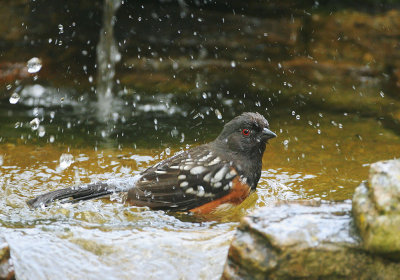 Spotted Towhee, female, bathing