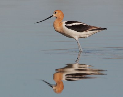 American Avocet, male