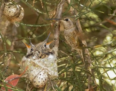 Anna's Hummingbirds, adult female and two nestlings