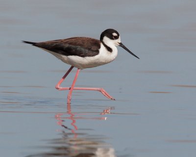 Black-necked Stilt, female