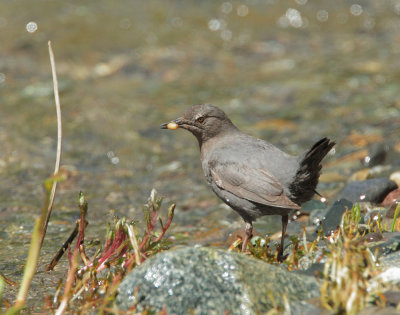 American Dipper, adult with food for fledglings