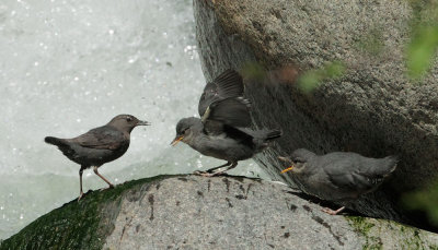 American Dippers, adult and two begging fledglings
