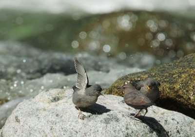 American Dippers, adult with two begging fledglings