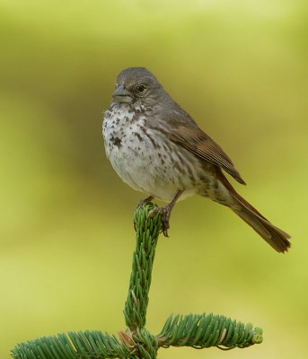 Fox Sparrow, Thick-billed male