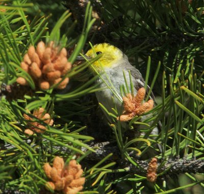 Hermit Warbler, female