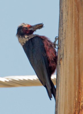 Lewis's Woodpecker, feeding nestlings