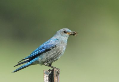 Mountain Bluebird, male with insect 