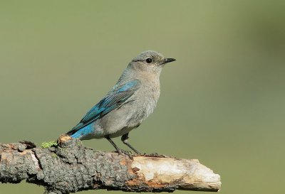 Mountain Bluebird, female