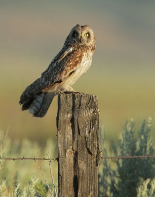 Short-eared Owl, male