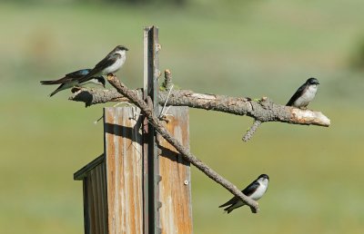 Tree Swallows, adults and juveniles