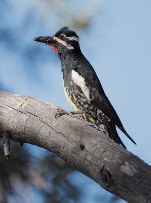 Williamson's Sapsucker, male carrying food to nest