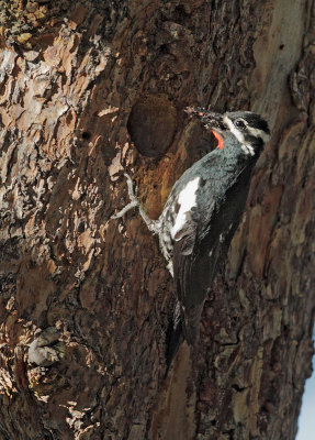 Williamson's Sapsucker, male feeding nestlings
