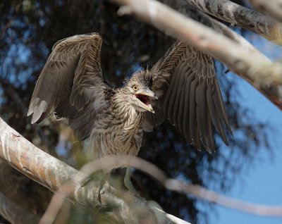 Black-crowned Night-Heron, juvenile, begging
