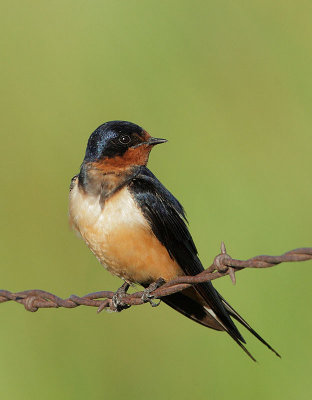 Barn Swallow