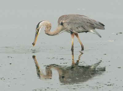 Great Blue Heron, with fish